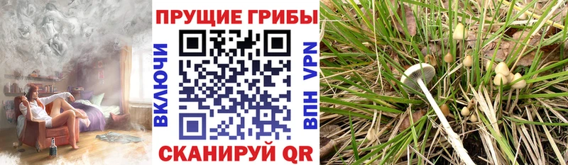 купить наркотики цена  Дудинка  Псилоцибиновые грибы Psilocybe 